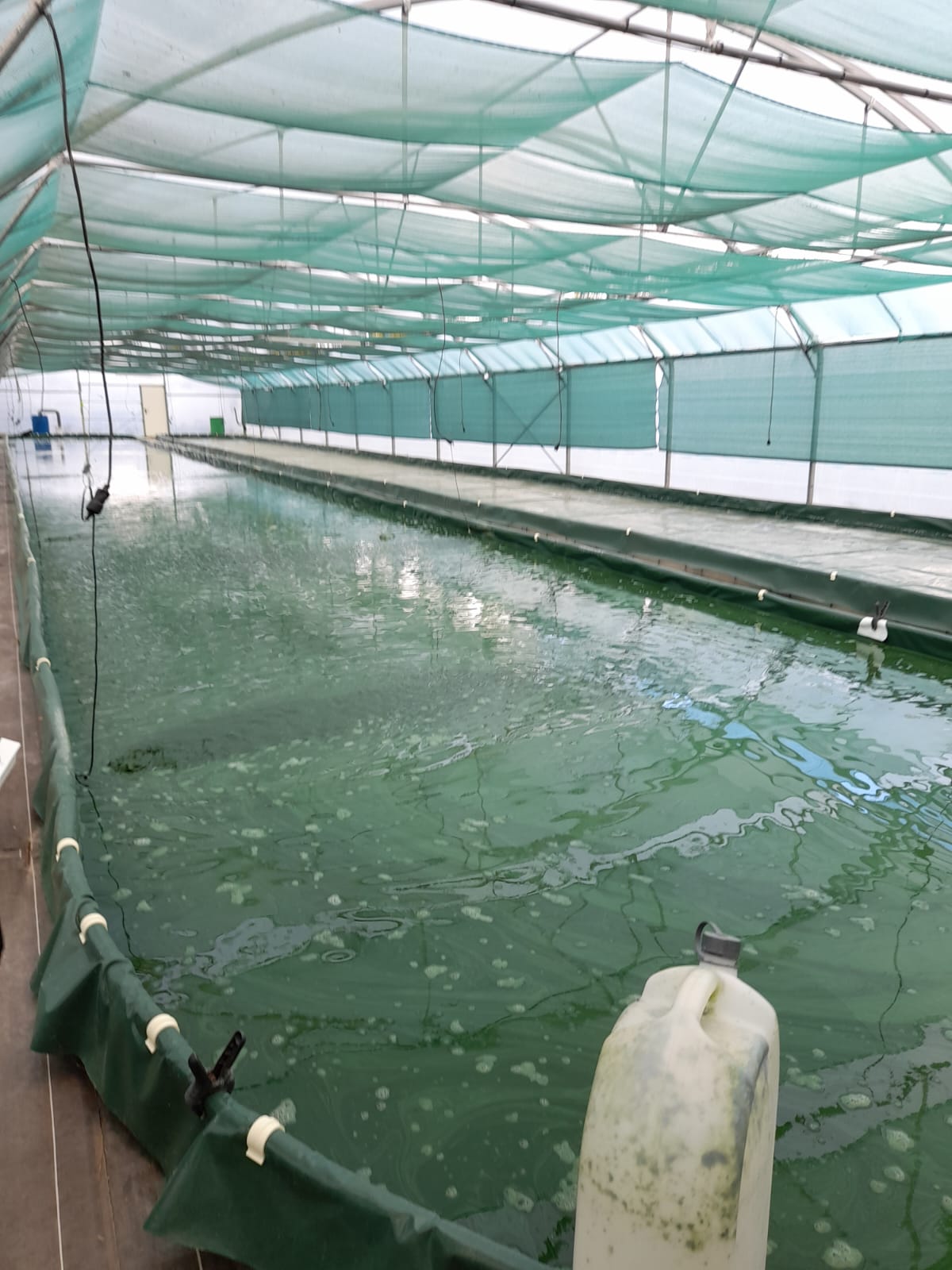 À la découverte de la Spiruline angevine — photo 4